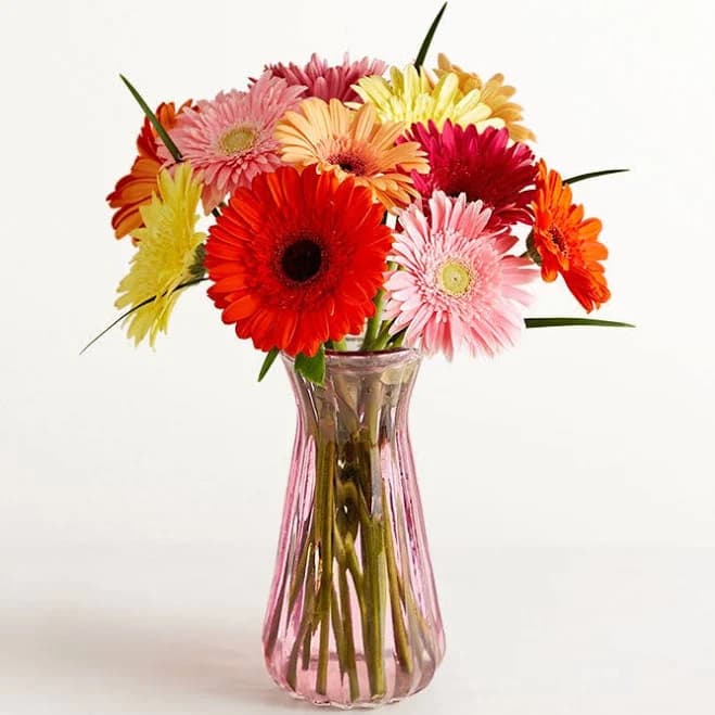 1-800-Flowers Happy Gerbera Daisies