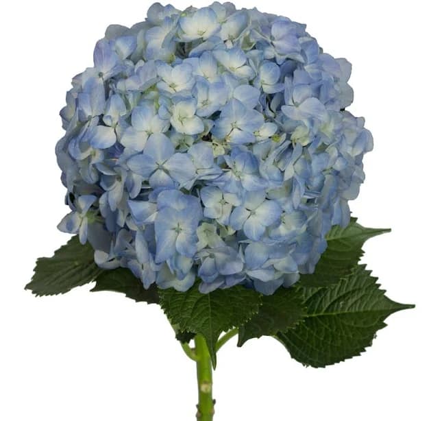 Natural Hydrangeas