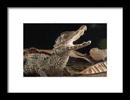 Schneiders Dwarf Caiman Juvenile Guyana Framed Print by Piotr Naskrecki - Fine Art America
