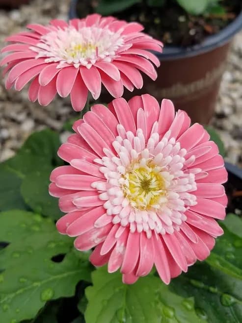 Southern Living Red Garden Jewels Gerber Daisy Live Shrub