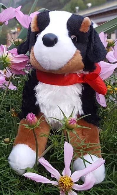 Signature "Alpen Schatz" Stuffed Bernese Mountain Dogs Alpen Schatz "Mini DaVinci" - No Bell: 10""