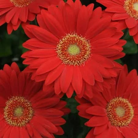 Outsidepride Red Gerbera Seeds