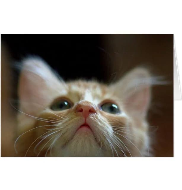 Adorable Orange Tabby Kitten