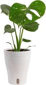 Costa Farms Thai Constellation Monstera Live House Plants