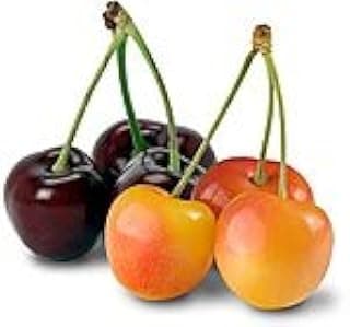 4 lbs Washington Dark Red and Rainier Sweet Cherries