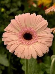 Gerbera Daisy Box - 50 stems – Calily Flowerhouse