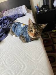 pawstrip Denim Dog Jean Jacket Cowboy Vest for Small Breeds, Chest 16.1-17.7 in, Hand Wash Only from Dhgate Dog Costumes - price 9.75