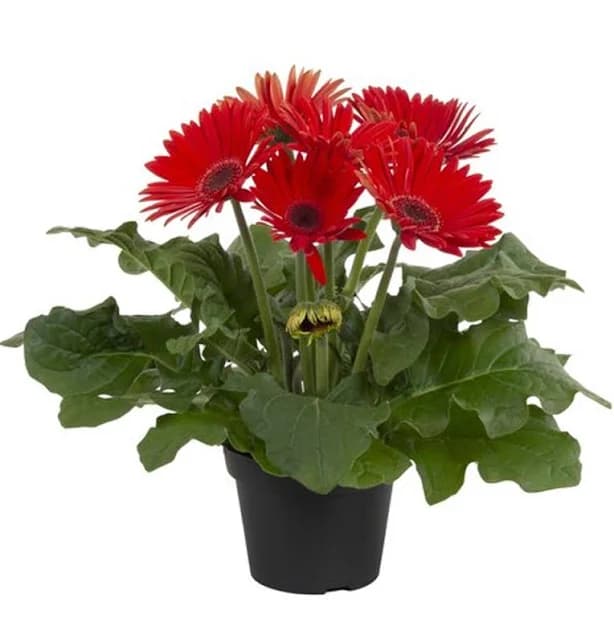 Joybera Red Gerbera | 4.25" Pot | Proven Selections