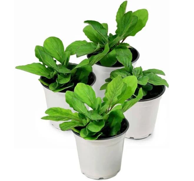 Gerbera Daisy Mega Revolution Mix Bloom Daisy Plant (8-Pack)