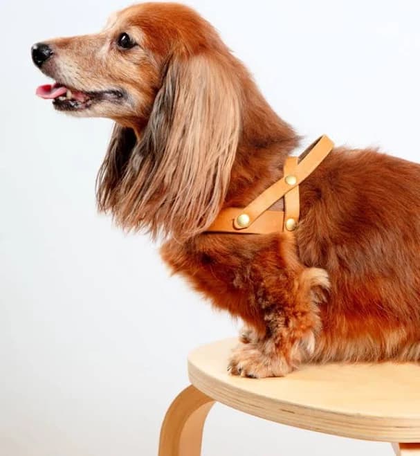 Molly & Stitch Butter Leather Dog Harness