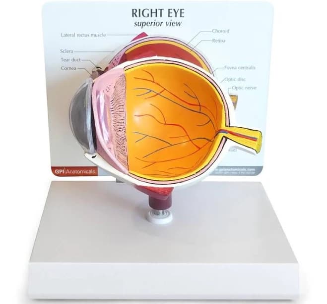 Anatomical Eye Model