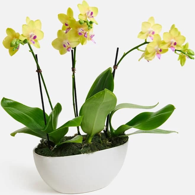 UrbanStems Yellow Orchid