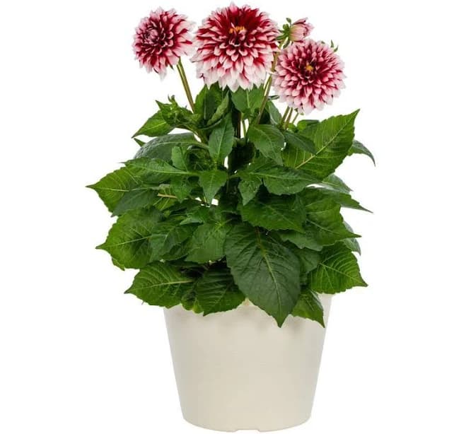 Dahlia Decorative Planter