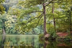 Tree Over Ogle Lake at Brown County State Park in Nashville, Indiana - Etsy