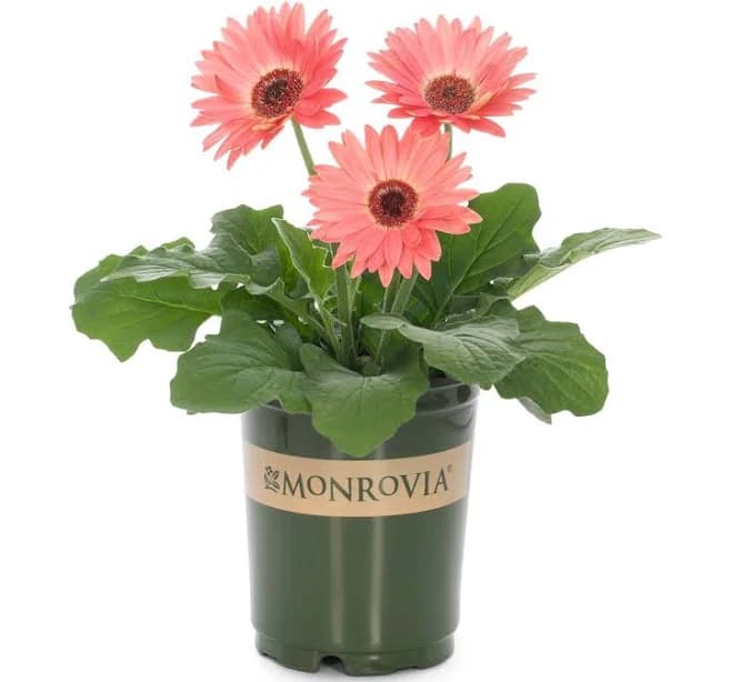 Monrovia Pink Gerbera Daisy