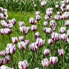 Blueberry Ripple Tulip Flowers- 10 20 Or 40 Bulbs, Model: 4012-2 | Michaels