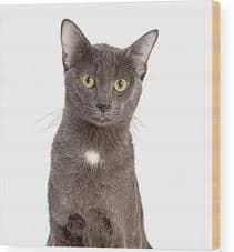 Closeup Grey Domestic Shorthair Cat Wood Print