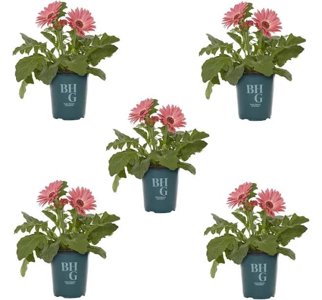 Better Homes & Gardens Pink Gerbera Daisy Live Annual Plant Sun 5-Pack