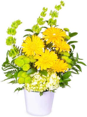 Yellow Gerbera Love