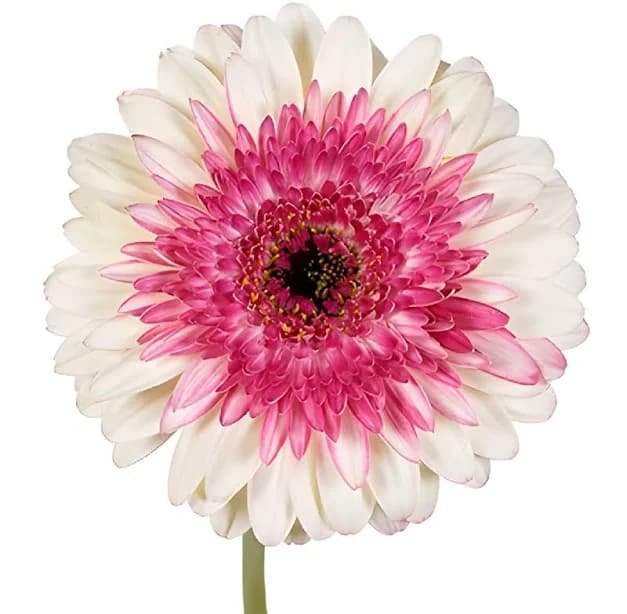 So Charming Mini Gerbera Daisy