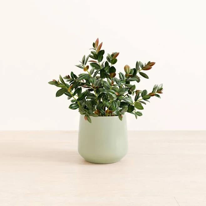 Self-Watering Goldfish Plant