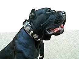 Bestia"Hektor Genuine Leather Dog Collar, Large Breeds, Cane Corso, Rottweiler, Boxer, Bullmastiff, Dogo, 100% Leather, Studded, L- XXL Size, 2.5 Inch Wide. Padded. Europe`s Fnest Dog Gear! : Amazon.ae: Pet Supplies