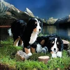 Soft Dog Toy DEMDACO Bernese Mountain Dog Plush - 10 Inch Soft Stuffed Animal Puppy Stuffed Animal Toy