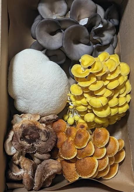 Organic Farmer's Mushroom Blend