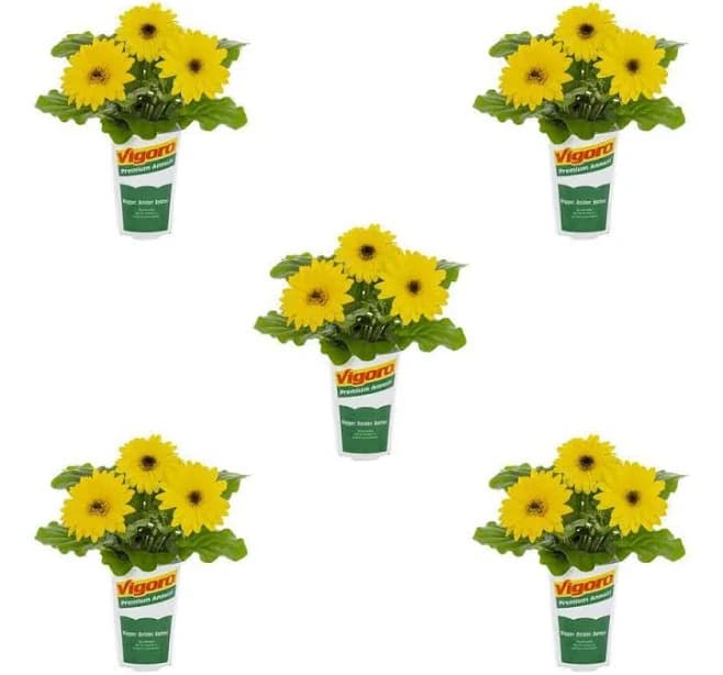 Vigoro Gerbera Daisy Color Bloom Annual Plant