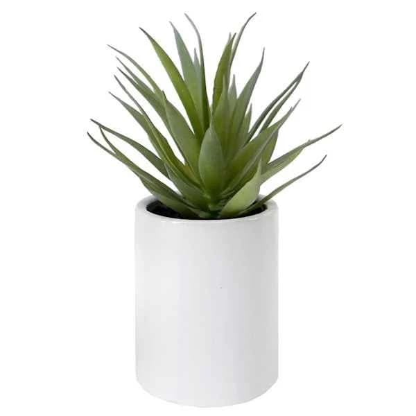at Home Aloe Vera Succulent