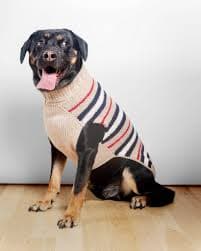 CHILLY DOG | Bentley Alpaca Stripe Wool Dog Sweater | DOG & CO.
