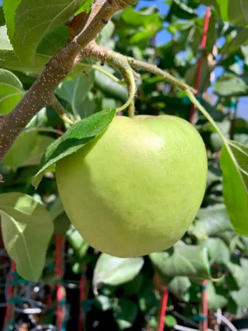 Granny Smith Apple Tree in Nursery Pot - Grafted & Self-Pollinating Tree