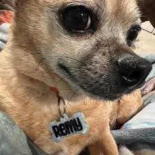 Glitter Pet Tag | Personalized Resin Dog ID Tag - Etsy