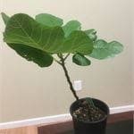 FigBid - Online Auctions of Fig Trees, Fig Cuttings & Growing Supplies - De la Plata fig tree