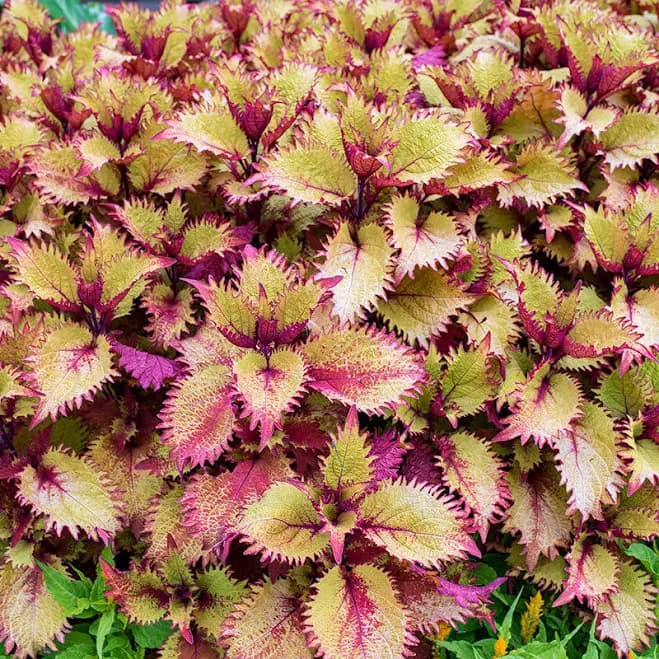 Coleus 'Henna' plants