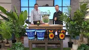Plants2Gardens Lythrum Salicaria Little Robert - QVC UK