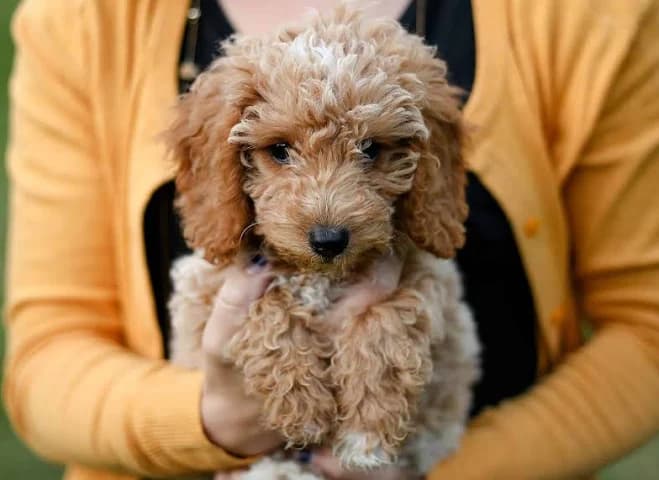 teacup goldendoodle full grown