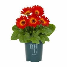 Better Homes & Gardens Sun Gerbera Daisy Live Plant Grower Pot - Orange