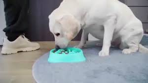 Eco-Friendly Non-Slip Pet Slow Feeder Dog Bowl Rounded Plastic Free Sample Dog Slow Feeder Bowl| Alibaba.com