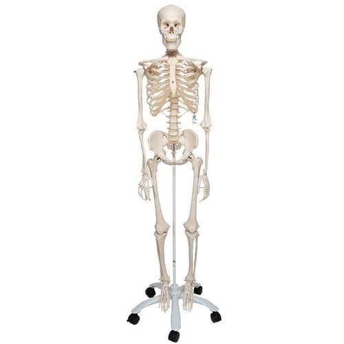 3B Scientific Stan Anatomical Skeleton Model