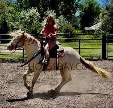 Legolas | Thehorsebay.com