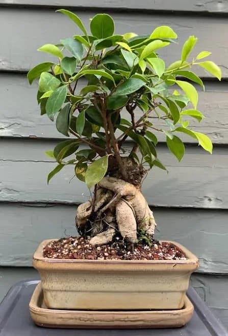 Ginseng Ficus Bonsai in 8" Glazed Ceramic Bonsai Pots & Matching Trays Rectangular Oatmeal