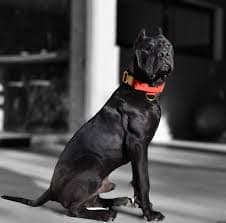 1.5” wide dog collar, with a conveniently located control handle, and a quick-release gold buckle. - Pet Colony USA