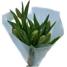 Spritz Fresh Cut Tulip Flowers