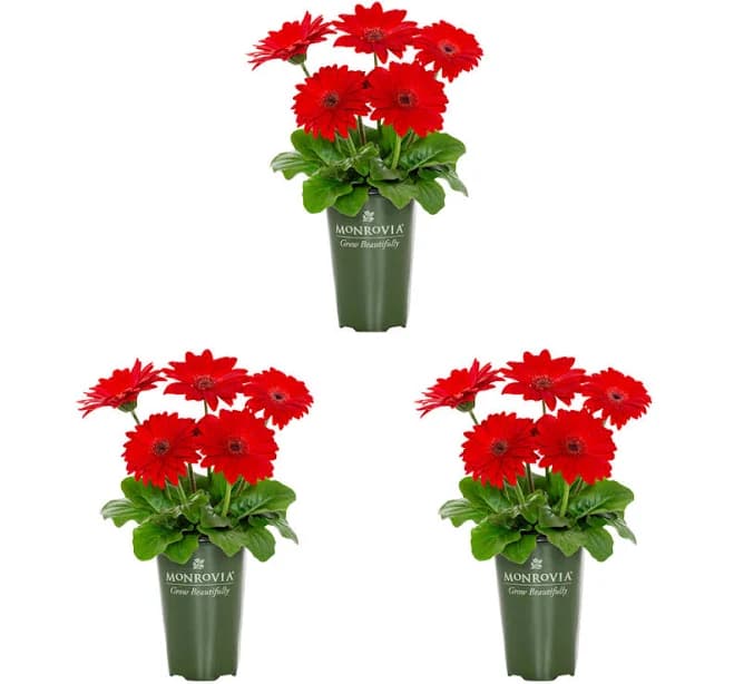 Monrovia Red Gerbera Daisy 2 Quart(s) 3-Pack