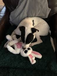 Discontinued - FRISCO Easter Bunny Muscle Plush Squeaky Dog Toy, Medium/Large - Chewy.com