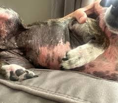 Patches Puppy Losing Hair On Back Alopecia My Dog Is Losing Hair On His Back And