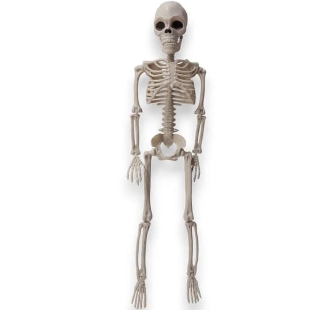 Boscov's Skeleton Hanging Skeleton