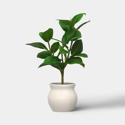 Threshold Ficus Plant