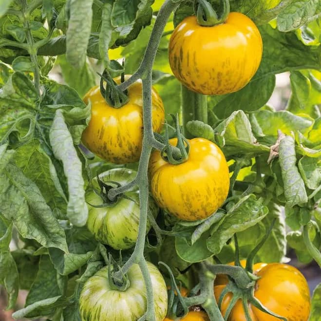 Bulk Tomato Seeds - Green Zebra -